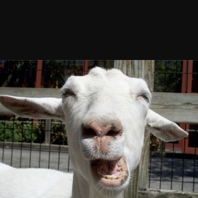 tennessee_goat Profile Picture