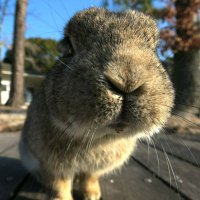 うさショベル (@usa_shovel) Twitter profile photo