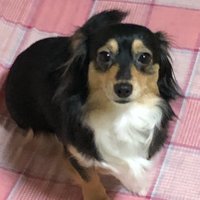 レイカナト (@minimini_koko) Twitter profile photo