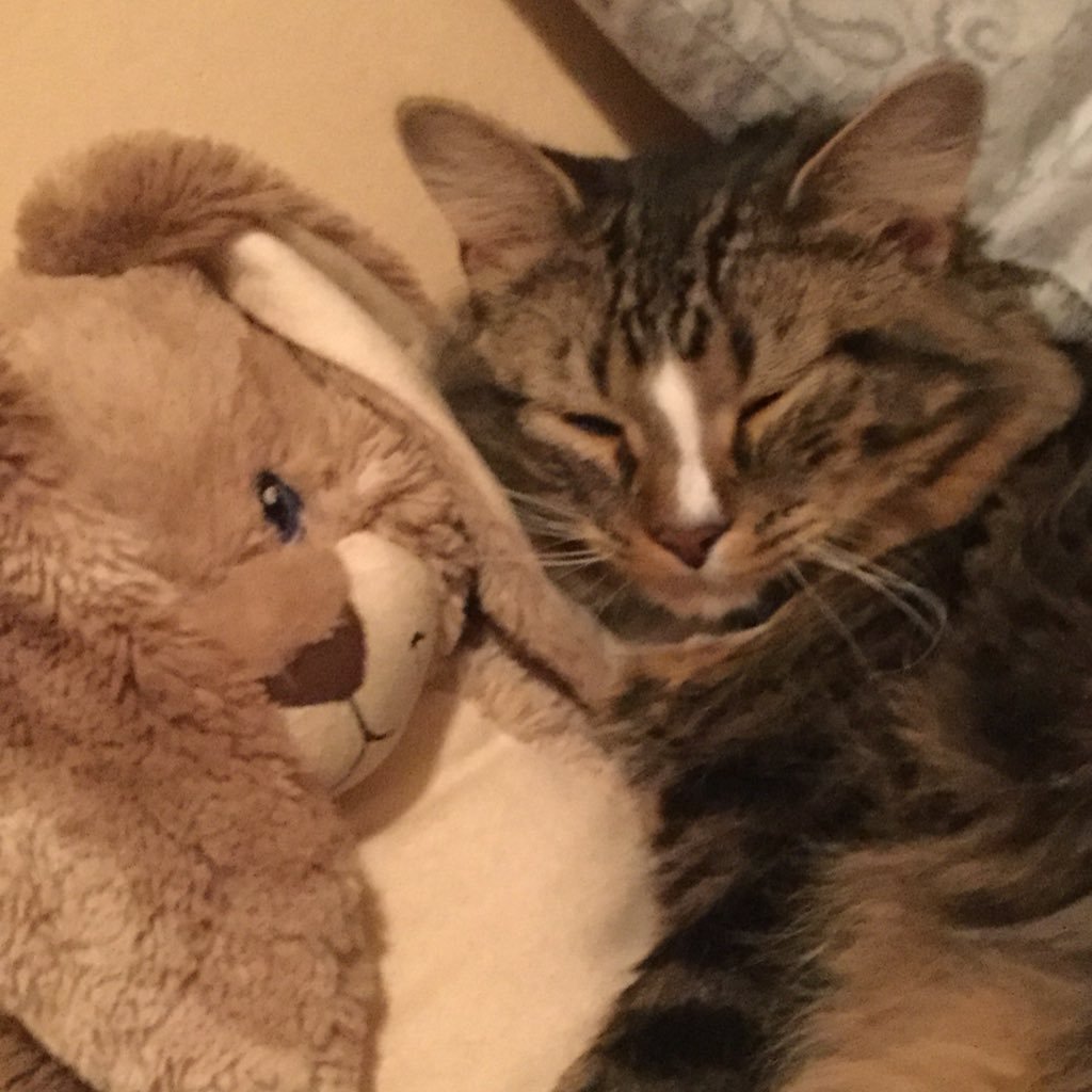hi I’m Madison Rose Daley and I have a cat named Kippy and plz follow me like comment and retweet my posts