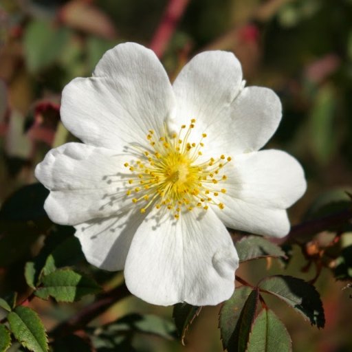 akaletimnit's profile picture. 