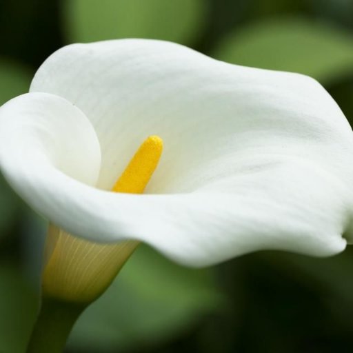 Ash3841's profile picture. THE MESSIAH IS COMING