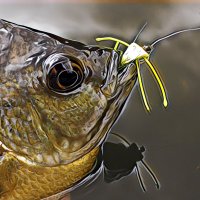 Panfish On The Fly (@panfishonthefly) 's Twitter Profile