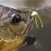 Panfish On The Fly (@panfishonthefly) Twitter profile photo Panfish On The Fly (@panfishonthefly) Twitter profile photo