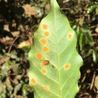 UNL Department of Plant Pathology (@unl_plantpath) 's Twitter Profile