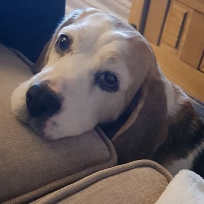 Moved to England from Scotland in 2003.Complete animal lover,hate violence.🌹Love my partner and Ellie,our beautiful Beagle-BumNHS CSW💙 #NHSblueheart NO DMS!