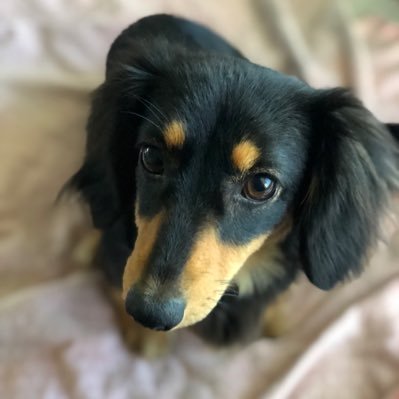 Helping Dachshund owners find unique and affordable gifts for themselves and their Doxie.