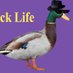 Eddiedeeend (@duck_life_nl) Twitter profile photo Eddiedeeend (@duck_life_nl) Twitter profile photo