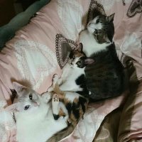 ゆず＆あずき＆トマト (@yoohei0725) Twitter profile photo
