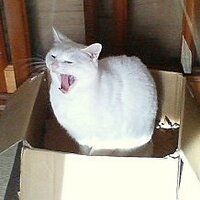 nekosuki (@ken1flan) 's Twitter Profile