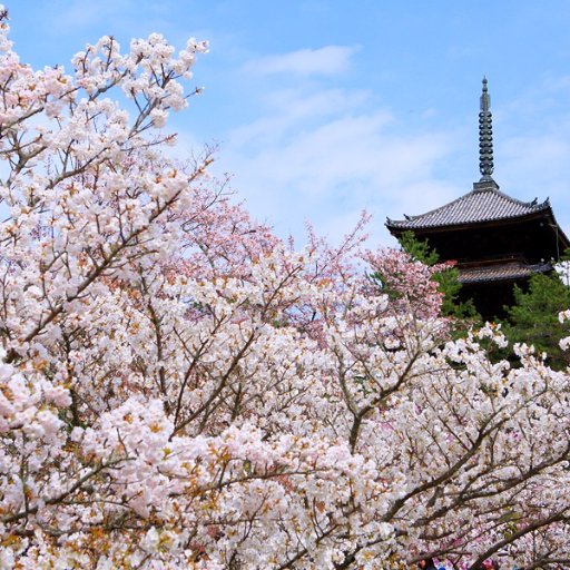 Introducing Koto phenomenon.
まほろばの国_日本に関するさまざまなことを発信&リンク!