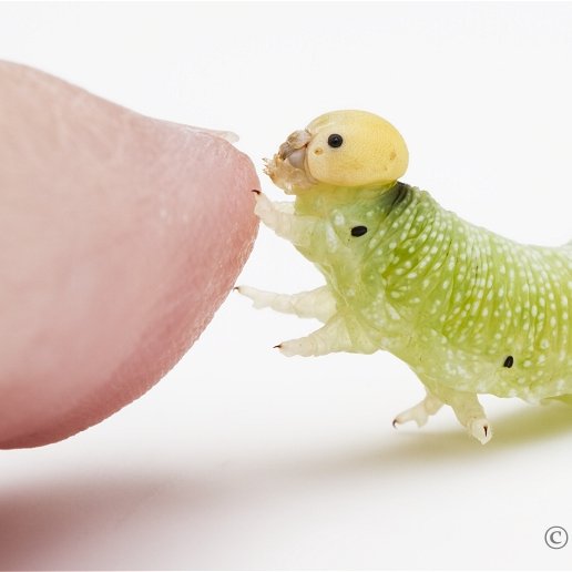 Unagio_Lucio's profile picture. Entomologist for Minnesota Biological Survey. Freelance pixel artist. VRC avatar maker. #AshThePigeon is my bird pal. Wasps = best animals. Any pronouns.