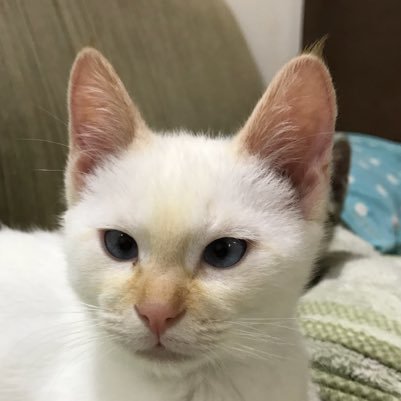 1950CreamSoda's profile picture. 