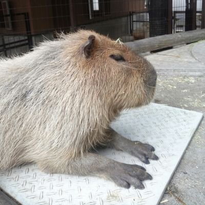 関西出身・東の方在住。その辺にいるカピバラそっくりのおばさん。防災士。 標準語を話していると思ってますが…よく聞いていると関西弁らしい(周囲談) 一向に抜ける気配無し😅 好きな音楽や日々感じたことをマイペースに呟いてます。Twitter初心者🔰勉強中です。人見知り激しいですがよろしくお願いいたします🙇