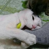 クルルルル (@asdkit1mydag1n4) 's Twitter Profile