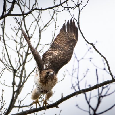 AtKinnelon's profile picture. Just a guy with a camera out in the woods with a bunch of wild animals.