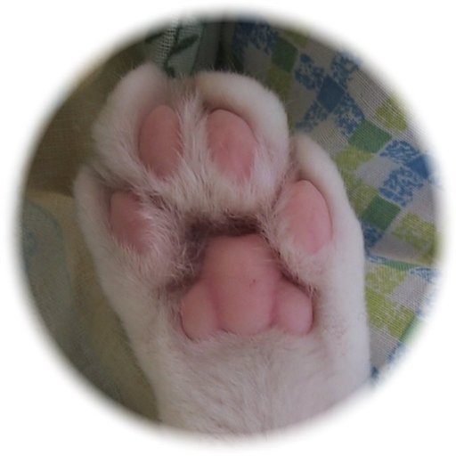 mo3000zakari's profile picture. 団塊真中·天秤座·B型·扁平足―平和な日本と猫が大好きです。🐱 己が利権優先の政治をなんとかしなくては。平均健康寿命まで残りわずか、ジィジはあせっています。