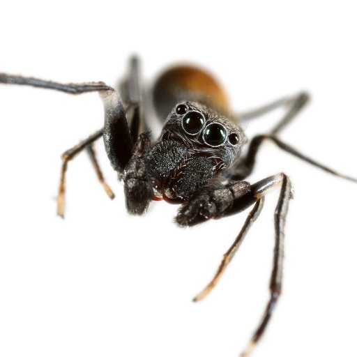 We are the Behavioural Ecology Lab at @MQBiology. We study a range of weird and wonderful invertebrates in the lab and field.