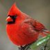 Cardinal 💚💜 (@333cardinal) Twitter profile photo Cardinal 💚💜 (@333cardinal) Twitter profile photo
