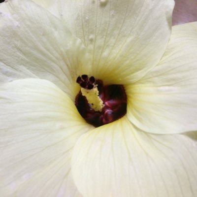 satuma_ogojyo_'s profile picture. 地元垢 幕末は我が人生 坂本龍馬、桐野利秋が好き 薩摩剣士隼人は永遠のヒーロー