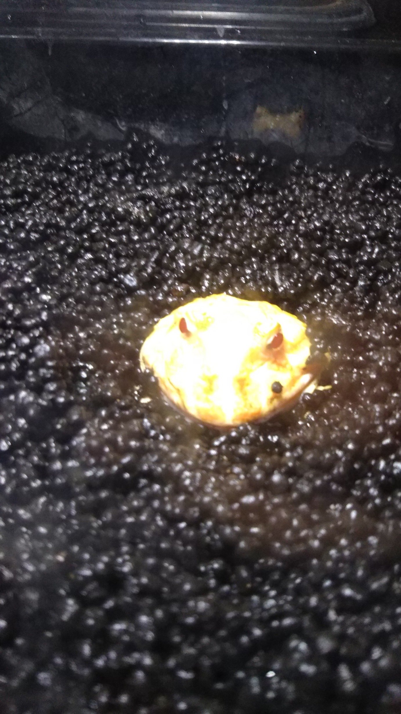 TgKGbqp449AXQxr's profile picture. イシヨウジ飼育

高校生です
サツマカサゴ飼育する予定
ベルツノガエルとクランウェルツノガエル飼育中です！
3月18日ブラックアウト東京行きたい