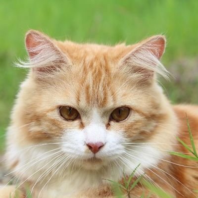 cats_aww1's profile picture. MaHaKal