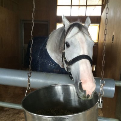 tomkeiba's profile picture. 穴党です 親近内藤繁春 ３連穴で収支そこそこプラス 的中より回収 ←ここ改心して 軸の的中力の高さから 軸一本 複勝1点に変更 ←なんてやってたのにまた３連に戻る始末