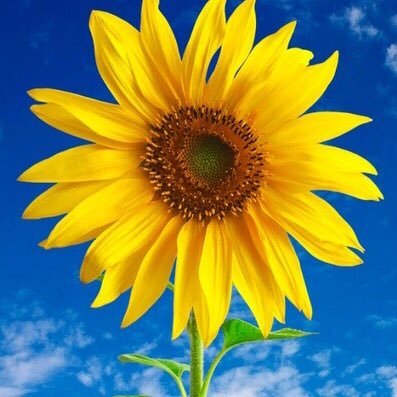 myheadoutofsand's profile picture. 