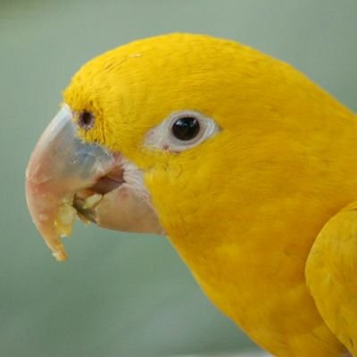 jaking921's profile picture. מכביסט ירושלמי. צייצן בתחילת דרכו
