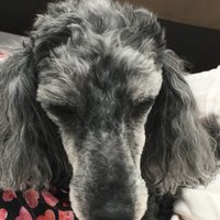 Wombat with wings (@wombatpm) 's Twitter Profile