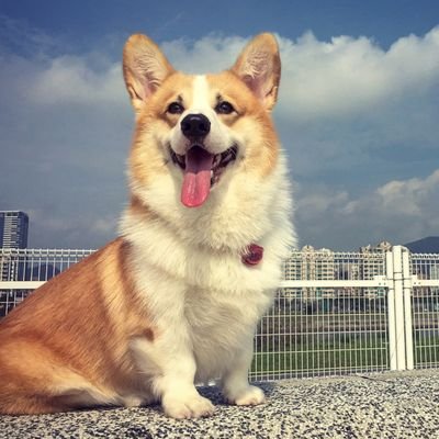 rosehuang1101's profile picture. Hi, I'm Poloyo.
I'm a Corgi live in Taiwan with my daddy and mommy.
I'm a boy, I love to go outside and running.
would you be my friend?