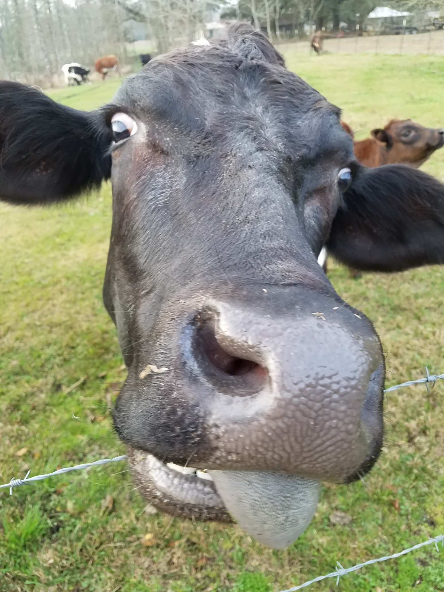 denbroc1's profile picture. 