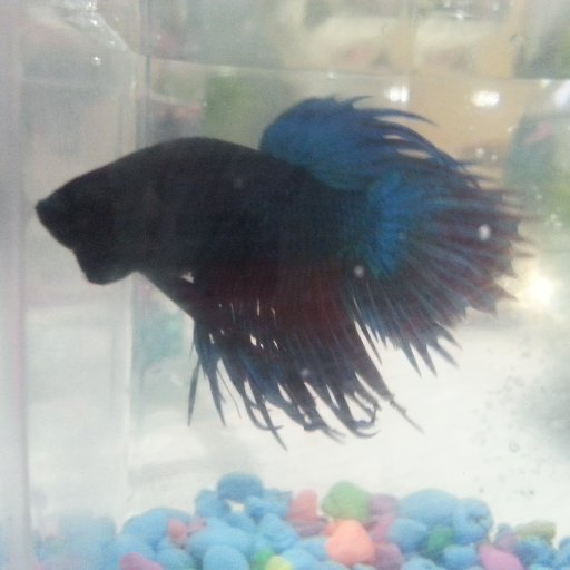 indiradonairei's profile picture. 