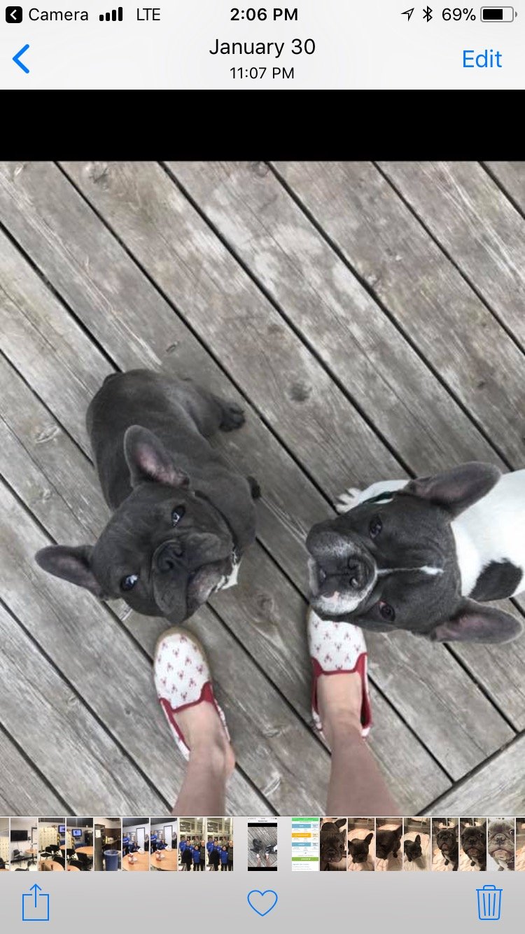 2 Amazing Cute Rescue French Bulldogs Loving Life!!!!!!!!