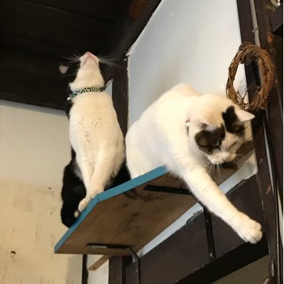 みけねこ食堂 Mikenekoshokudo Twitter