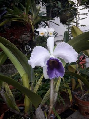 Amante de las Orquideas & Bromelias