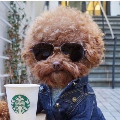 SdDawg8's profile picture. 