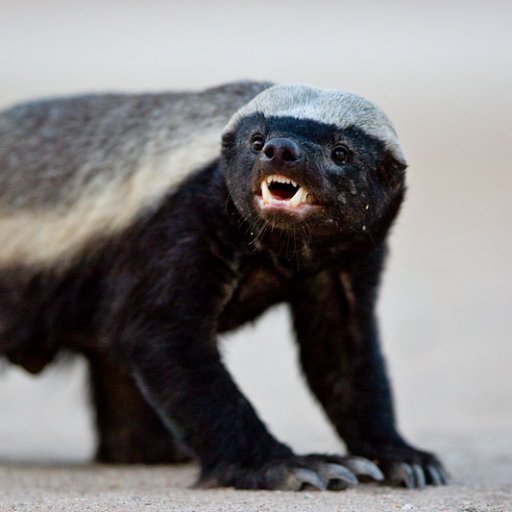 Digger1776's profile picture. Righteous Indignation.