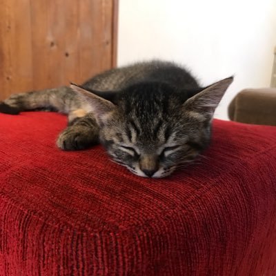 tomo95746397's profile picture. 