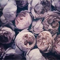 ✌︎ (@jo_lila0416) 's Twitter Profile