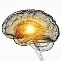 BAU Brain and Cognition Research Lab (@baubrainlab) 's Twitter Profile