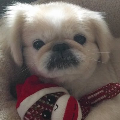 I luv making new pals! ❤️My BFF is Frisbee❤️️Cherishes wife Cricketbug❤️#zshq-lieutenant #tzukingdom #TheAviators #BBOT