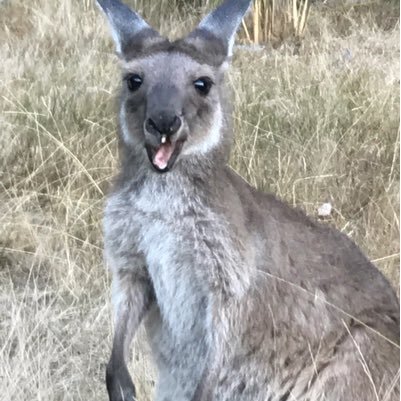 I am passionate about Kangaroos and their welfare. Please follow and help be a voice for them.