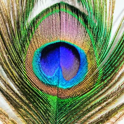 tmktmk139's profile picture. ♡角松敏生♡LIVE♡ネコ♡Blue♡LIBERTY Print♡クルミッ子♡PATRICK♡Lavender♡Lotus(花)♡Peacock♡他山の石とする♡無手勝流♡Can't be anyone else.♡I don't belong to anyone.♡
無言フォロー失礼いたします🙇