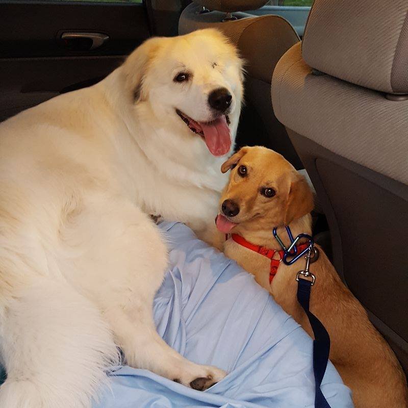 Mia_and_Rocky's profile picture. Mia: Great Pyrenees. Found on the street, pregnant, and with one eye. 
Rocky: abused, then found on dead dog beach in Puerto Rico. Learning to trust people.