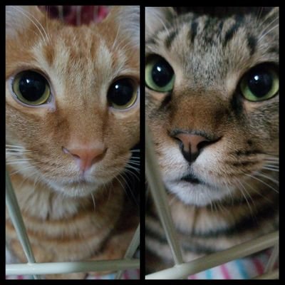 coco_0515's profile picture. BIGBANG😃🎶💕韓国ドラマ大好き😆💕職業は看護師です。よろしくお願いします😃
간호사입니다😉잘 부탁드립니다.
Tokyo Japan　nurse