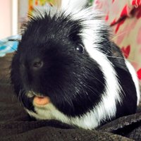 Pigbys crew (@pigbythegreat) 's Twitter Profile