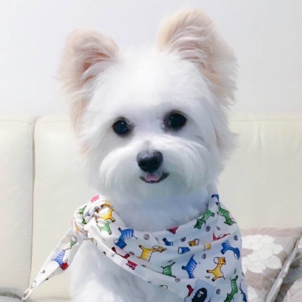 Zara_maltipom's profile picture. 🐶