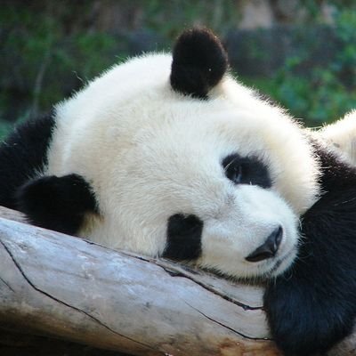 Lazy panda, mostly retwitting REAL art, memes and political news! 🇪🇺🏳️🌈