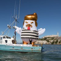 Trump Chicken(@trumpchickensf) 's Twitter Profile Photo